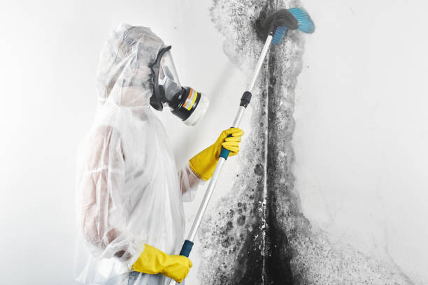  Townsend, MT Mold Removal Pros