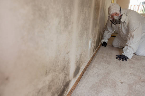 Best Water Damage & Mold Remediation  in Townsend, MT